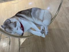 -Husky Go! 哈士奇体验馆·宠物咖啡厅狗咖