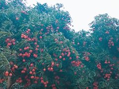 -广州市石门国家森林公园