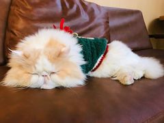 -MOCHA明星猫咖(田子坊店)