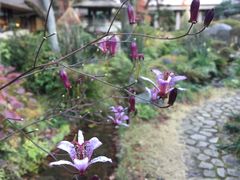 -ステーキハウス吉池