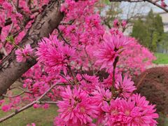 -莲花池公园