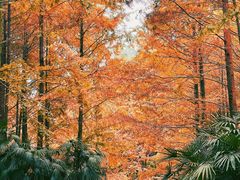 -重庆中央公园(渝北区)