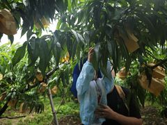 -老袁家蜜桃农场·阳山水蜜桃