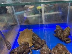 -尚宴牛特鲜自助(太原街万达店)