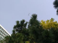 -青岛银沙滩温德姆至尊酒店