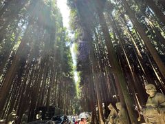 -武陵山森林公园