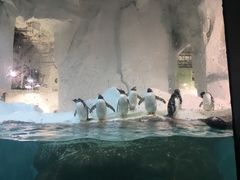 -大连圣亚海洋世界