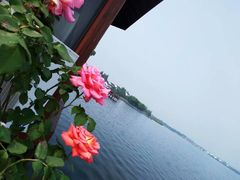 -鹅湖玫瑰文化园