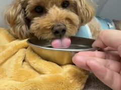 -北京派仕佳德动物医院·超导核磁·CT·神经科·骨科·内外科·急重症管理中心