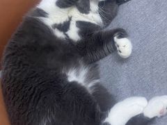 -伟伟宠物医院·瑞派猫友好医院·猫科(光谷店)