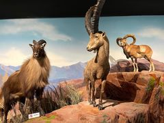 -陕西自然博物馆