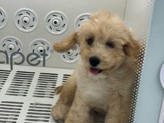 -PETKIT 小佩宠物·低压洗护·美容·寄养(安远店)