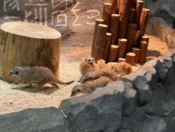 点击看大图 -Zoolung Zoolung动物主题公园(海信广场店)