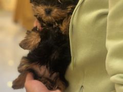 -宠爱多约克夏马尔济斯泰迪小型犬专卖