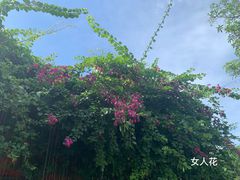 -亚龙湾国际玫瑰谷