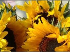 -三圣花乡旅游区