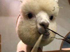 -藦茜花园宠物主题亲子互动体验馆(国顺东路店)