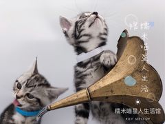 -糯米喵星人总部直营旗舰店·猫舍·幼猫出售