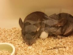 android_upload_pic-龙猫仔乐园(惠福东路店)