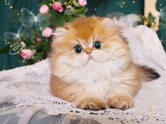 -青奢宠物·青奢猫舍