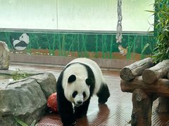 -广州动物园