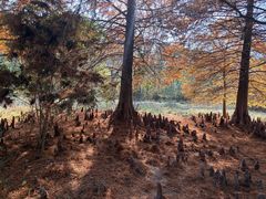 -溱湖国家湿地公园