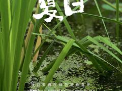 -陈家山荷花公园