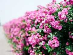 -上海滨江森林公园