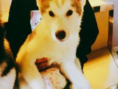-Husky Go! 哈士奇体验馆·宠物咖啡厅狗咖