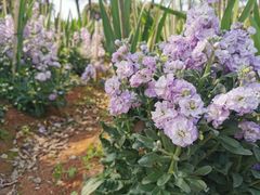 -松山湖梦幻百花洲