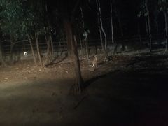 -清迈夜间动物园