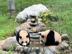 -都江堰中华大熊猫苑