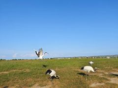 -盐城丹顶鹤湿地生态旅游区