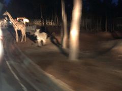 -清迈夜间动物园