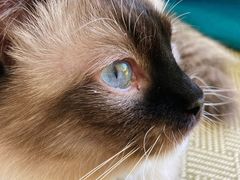-猫在这儿猫咪咖啡馆·撸猫馆