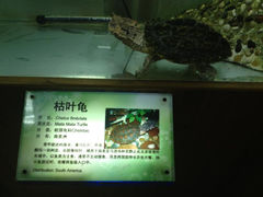 6.0-上海大自然野生昆虫馆