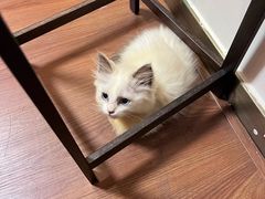 -楼上猫咖(罗湖店)