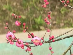 -重庆彩云湖湿地公园