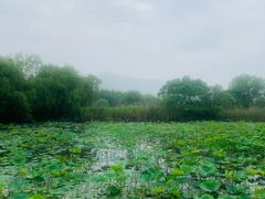 -长兴太湖图影湿地文化园