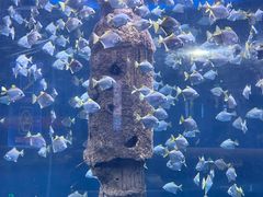 -厦门海底世界