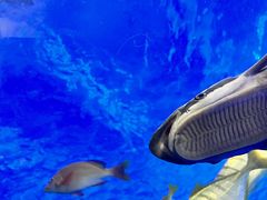 -太平洋海底世界