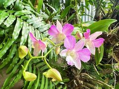-深圳仙湖植物园