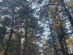 -帽儿山国家森林公园