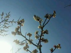 -香雪海