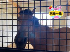 -北京群众马术培训基地