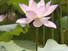 -荔湾湖公园