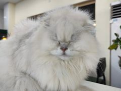 -猫小院猫主题餐厅(南锣旗舰店)