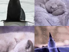 -海合安成都极地海洋公园