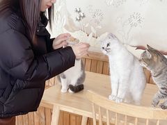 -猫的茶·猫咖