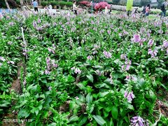 -松山湖梦幻百花洲